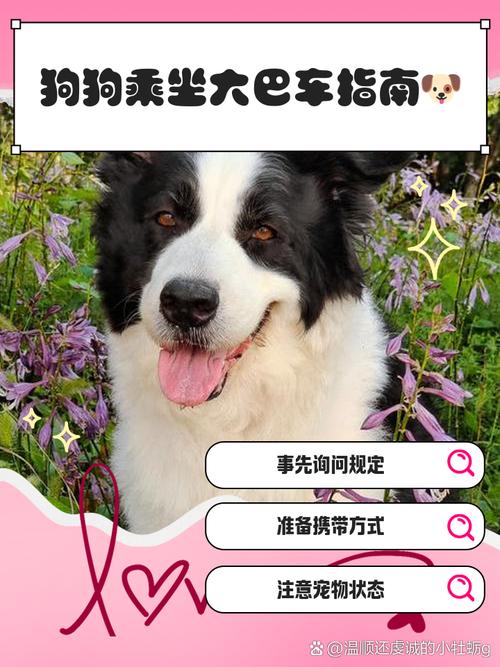 狗狗为什么不能坐公交