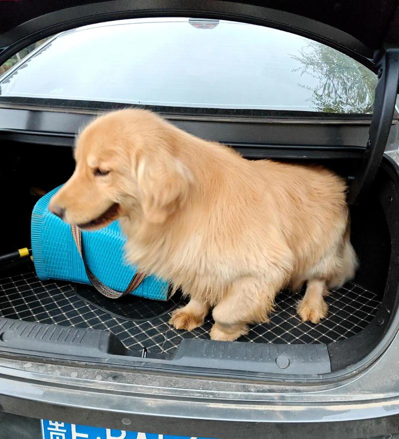 狗狗为什么不能坐公交车