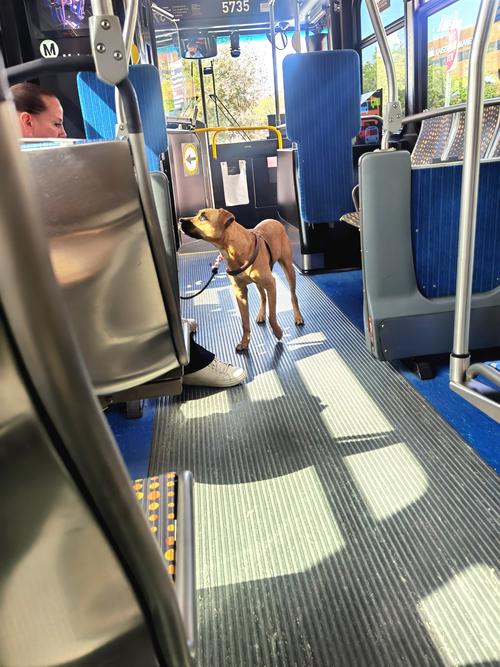狗狗可以坐公交车吗
