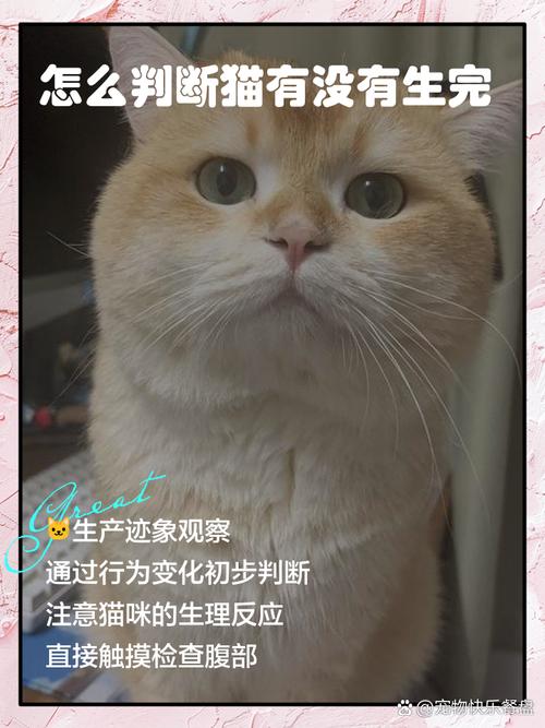 怎么判断猫生完了所有孩子