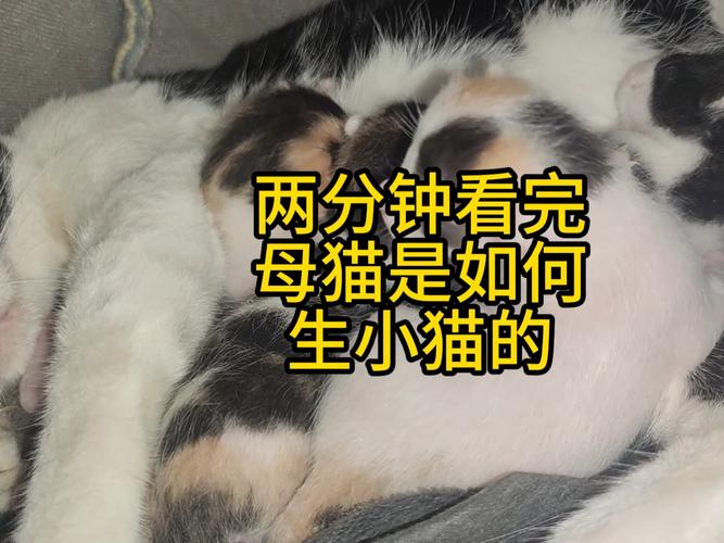 猫咪还没生出来怎么判断猫咪是否生完?
