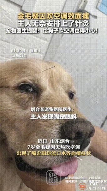 小奶狗吹空调感冒了怎么办