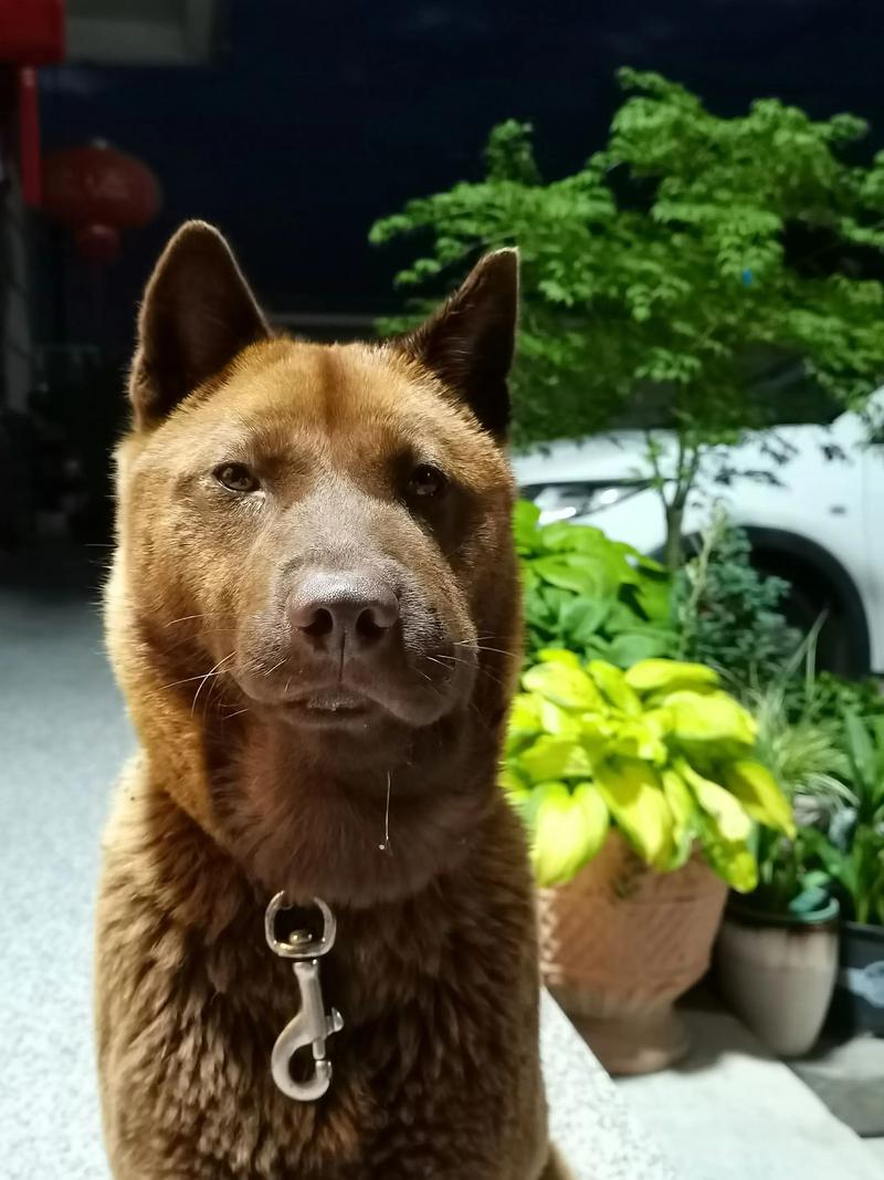 狗吃了肥皂该怎么办?