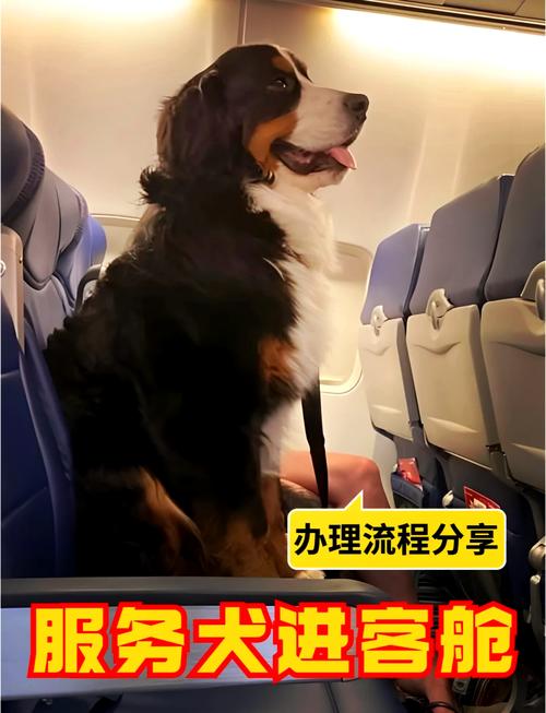 狗狗坐飞机托运安全吗