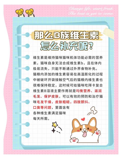 猫能不能吃人吃的复合维生素B片?