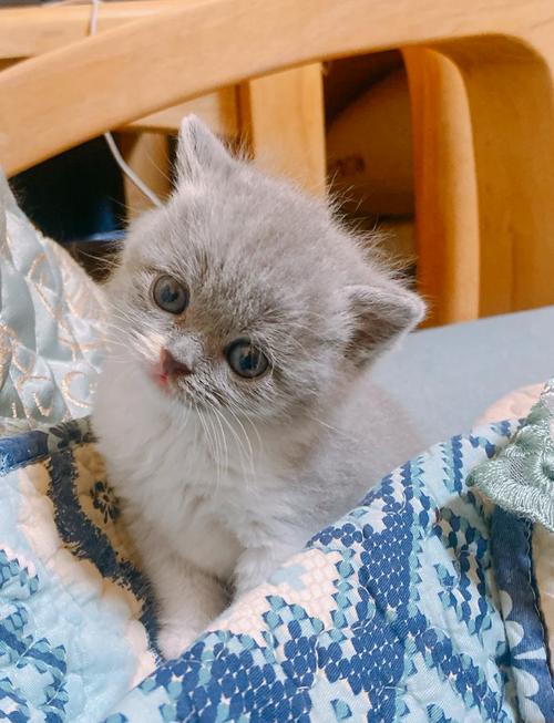 捡到未满月的小猫怎么养