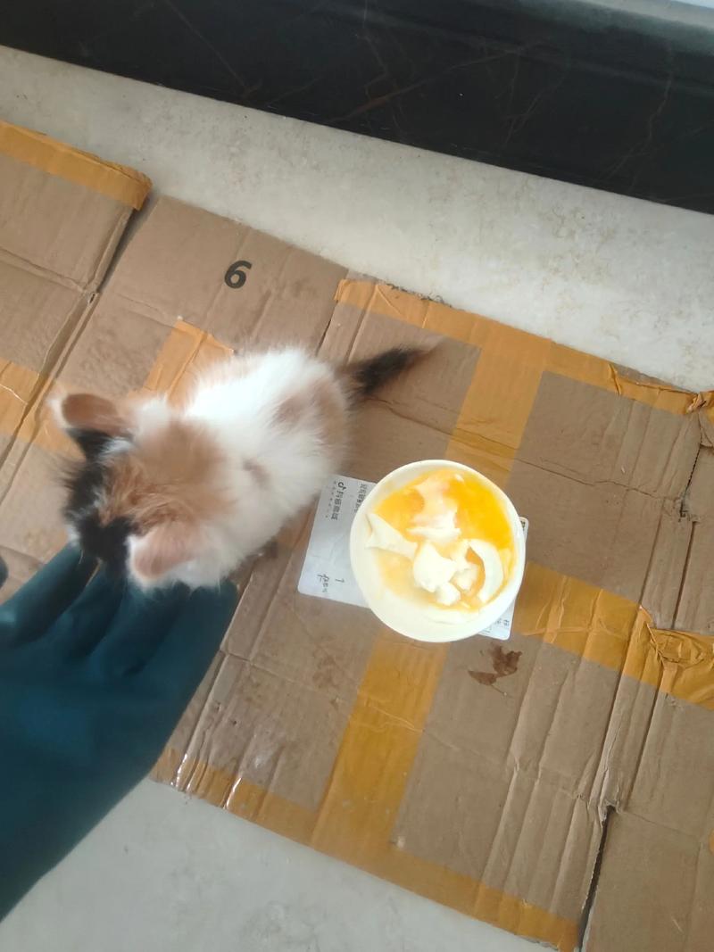 还没满月的小猫要怎么喂养?最正确的小猫饲养方法!