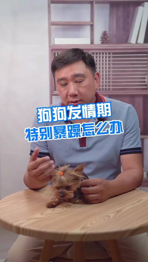 狗狗发情期有多长时间