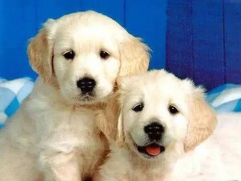 狗狗的发情期一般要几天结束