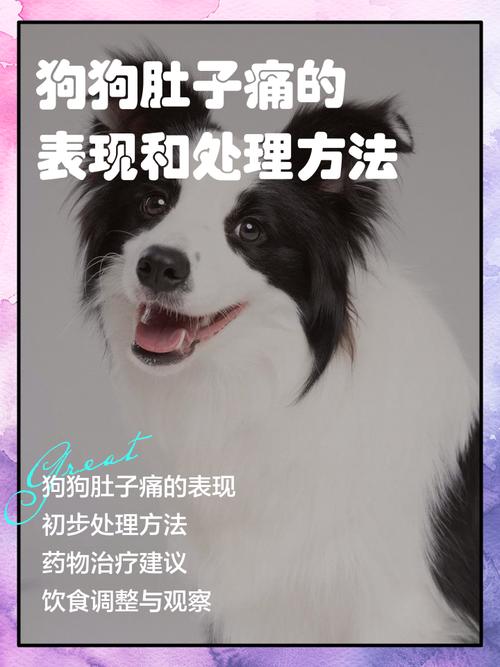 狗狗肚子疼的表现有哪些狗狗为什么会肚子疼痛难忍