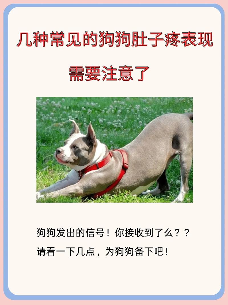 狗狗肚子痛的表现与症状