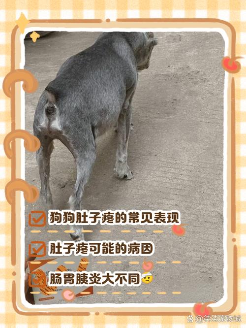 狗狗肚子疼的表现有哪些