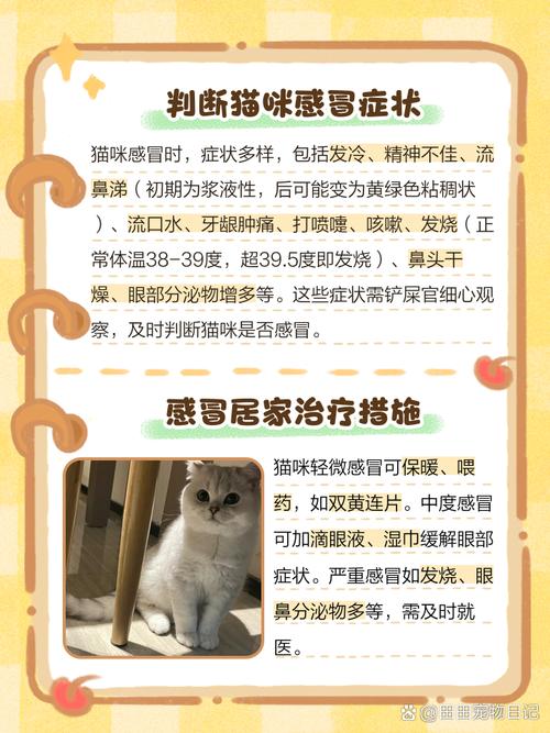 猫洗澡感冒了怎么办