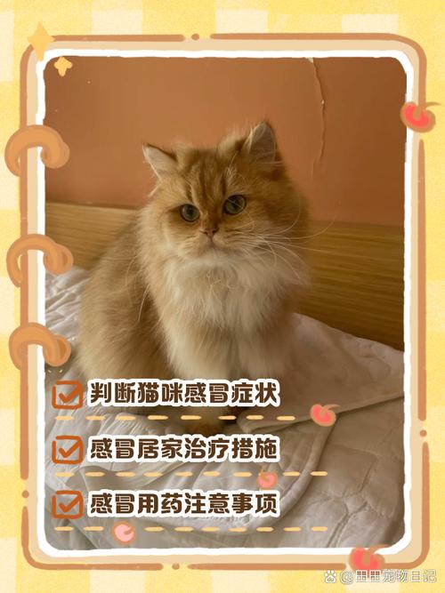 猫咪洗完澡后出现感冒的症状该怎么办?