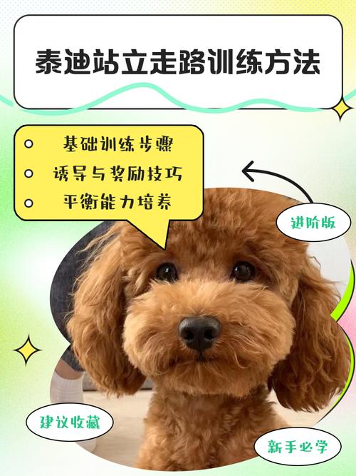 泰迪狗狗怎么训练