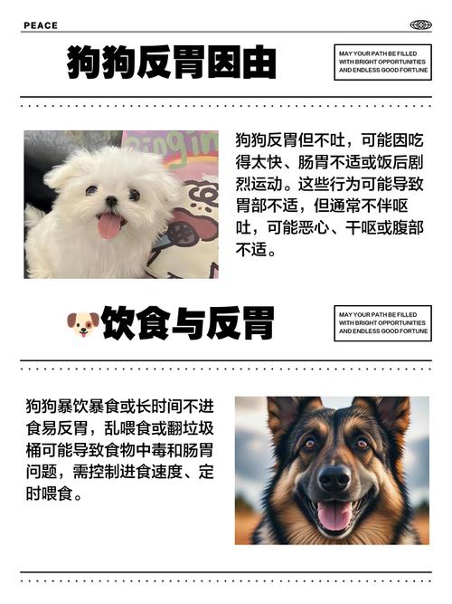 我家狗狗像反胃似的要吐吐不出来,还像打饱嗝?