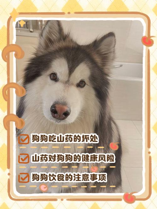 狗狗为什么爱吃山芋
