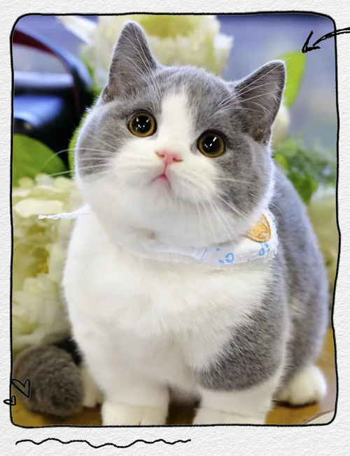 英短哪种猫好养?