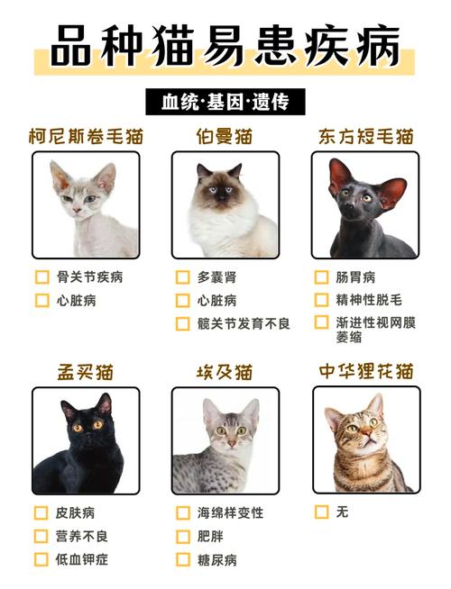 哪种猫咪好养又温顺,不容易生病呢