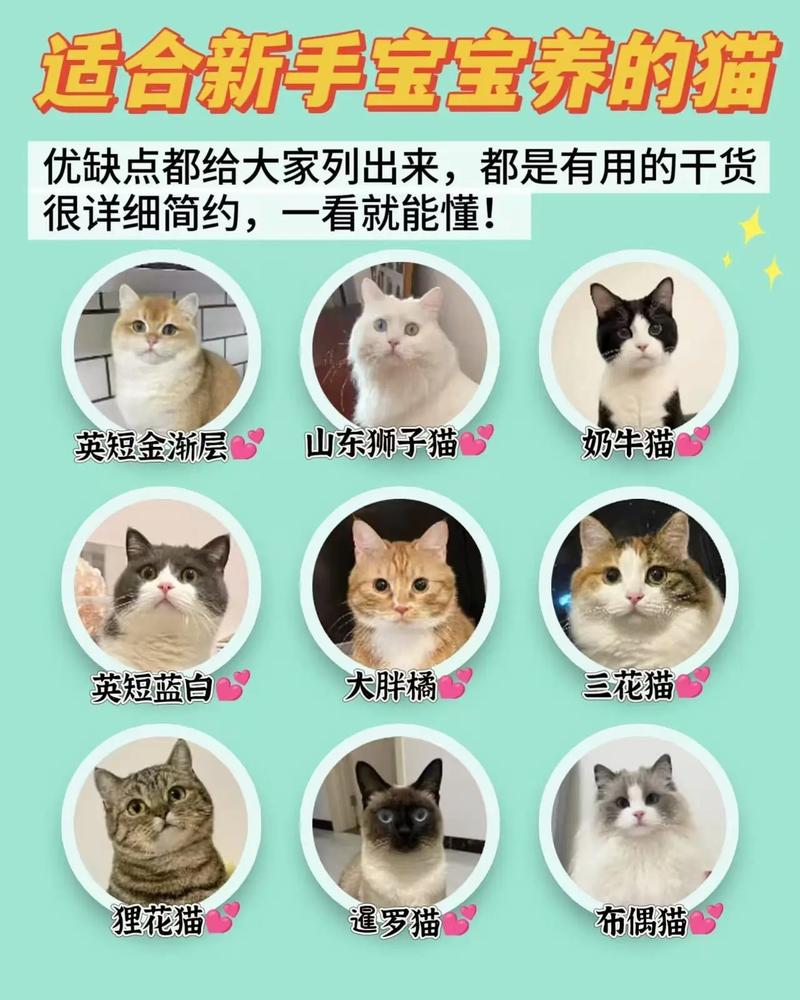 家里有宝宝,适合养哪些品种的猫呢?