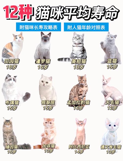想养猫,什么猫好养还特别温顺呀