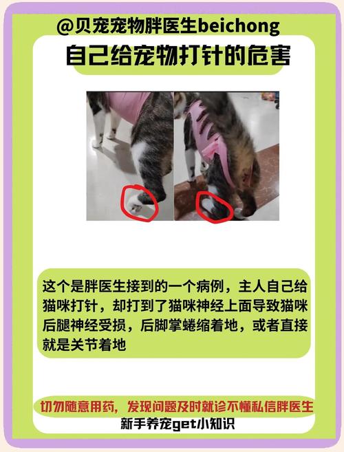 猫咪不打疫苗绝育会怎样