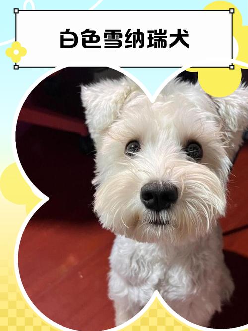 白色狗狗都有哪些品种?