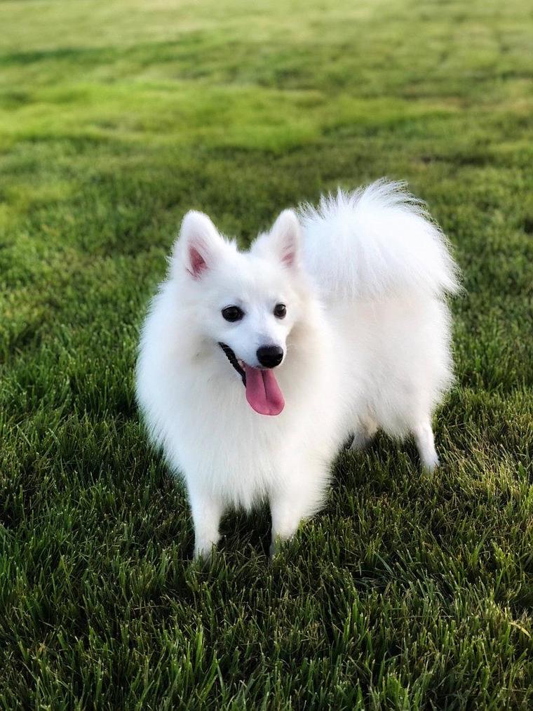 白色像狐狸的狗是什么品种