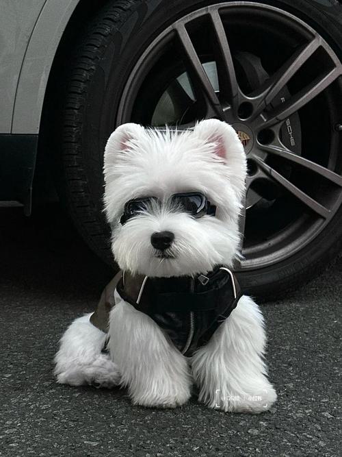 雪白的狗狗是什么品种