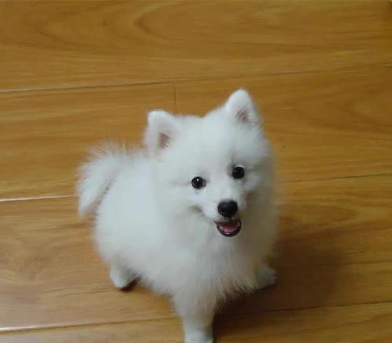 西高地和比熊哪个好养