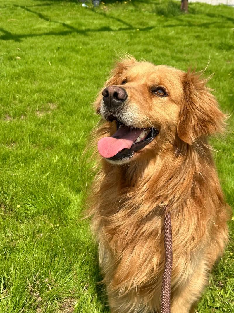 泰迪可以吃可乐鸡翅的肉吗