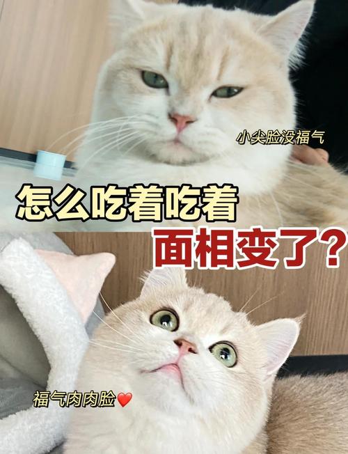 长毛银渐层吃哪些食物有助于发腮?