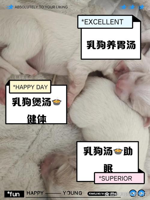 狗狗喝什么汤发奶