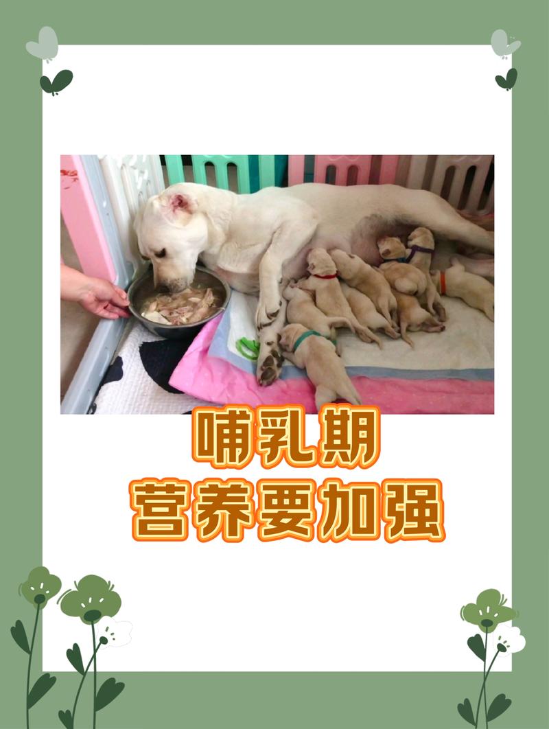 狗狗吃面条能崔奶吗