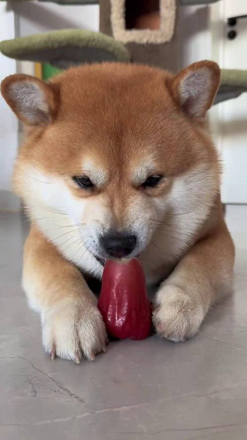 狗狗能吃莲蓬吗