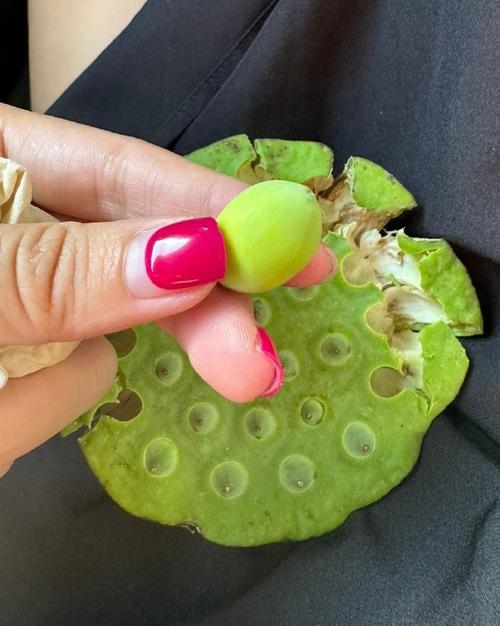 泰迪能吃莲蓬子吗?