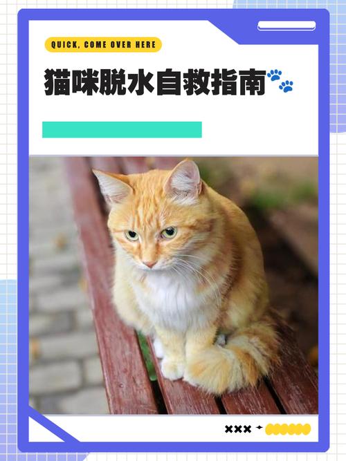 猫咪脱水怎么办