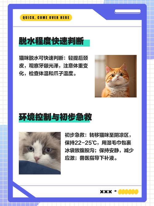 猫咪脱水需要输液几天