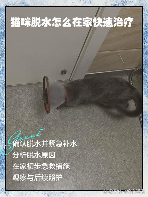小猫脱水快速治疗方法