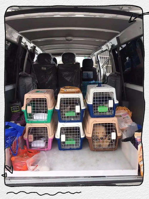 狗狗可以托运什么物流公司