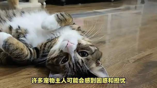 猫咪发情期