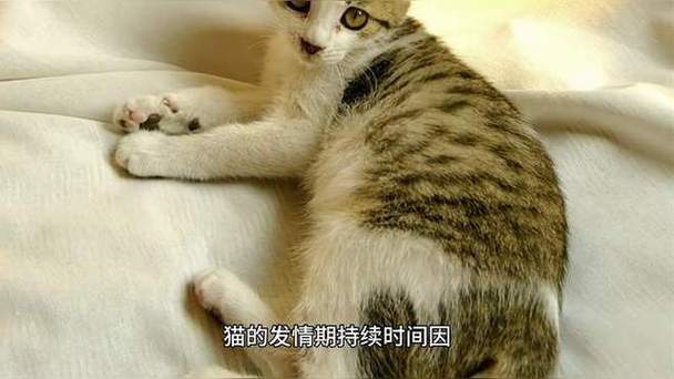 猫咪发情期是多久