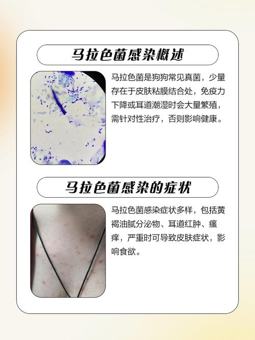 狗耳朵马拉色菌原因