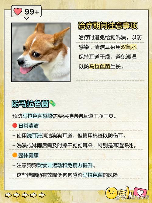 狗狗耳朵马拉色菌感染怎么办