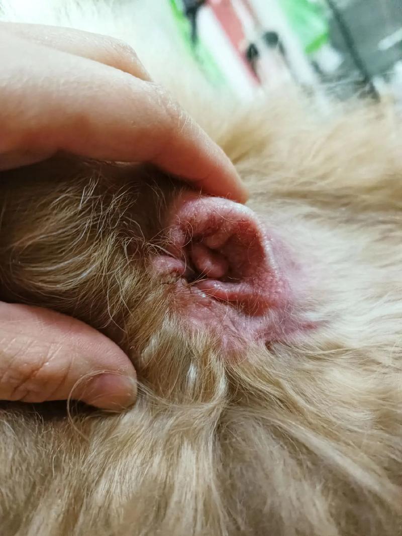 狗狗马拉色菌皮炎的症状吃什么药?