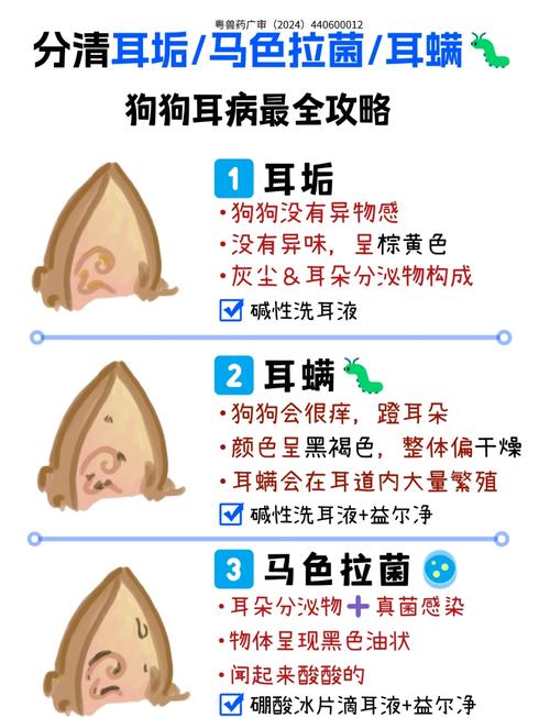 泰迪狗狗马拉色菌怎么治疗