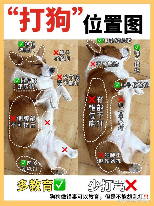 我家小狗刚买回来的,怎么去打针啊?