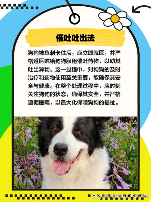 狗狗吃了鱼刺怎么软化