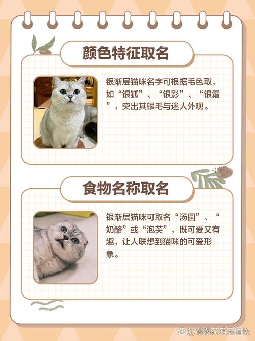 猫取什么名字比较好听