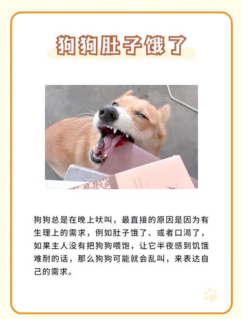 狗狗换地方晚上叫怎么办?